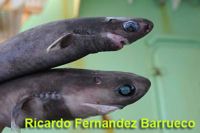 Tiburon cigarro (Isistius brasiliensis) - Ricardo_Fernandez_Barrueco